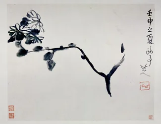 Chrysanthemum, 1692