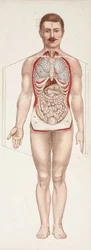 Anatomical Figures: The Internal Organs, Late 19th-Early 20th Century