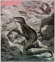 Asian water monitor, ca 1925