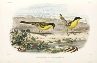 Black-headed yellow wagtails, Black Sea area