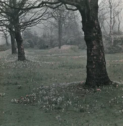Crocus
