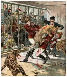Death of a Big Cat Trainer