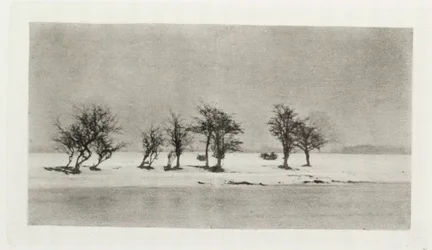 Gnarled Thorn Trees