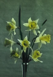 Daffodil - Golden Spur