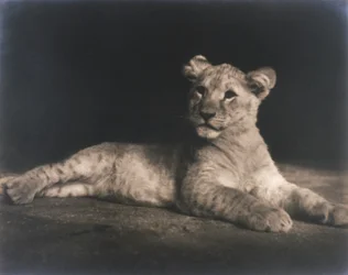 Lion cub