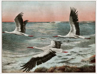 Migration of the storks