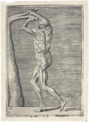 Anatomical Study of Male Musculature; Man Breaking a Branch, c 1555