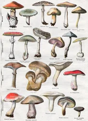 Mushrooms