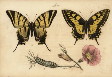 Old World swallowtail, Papillo machaon and scarce swallowtail, Iphiclides podalirius