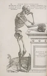 A Human Articulated Skeleton Seen from the Side