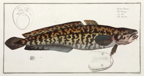 The Burbot