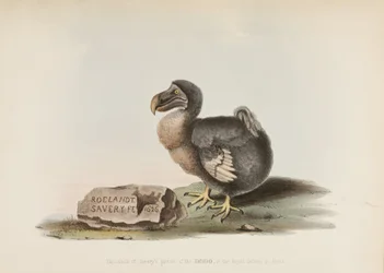The Dodo