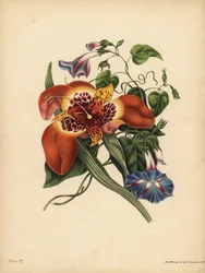 The Mexican Tiger-flower, Tigridia pavonia, Change; The blue major Convolvulus, Night
