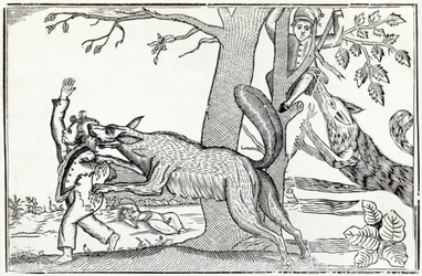 The Wolf
