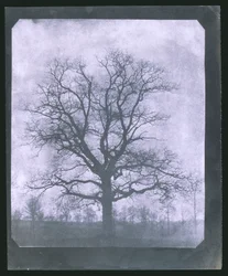 Tree in Winter, Mid 19th Century