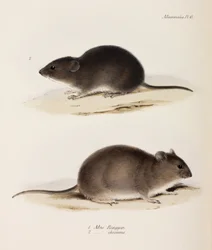 Two Types of Mouse