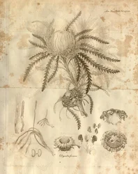 Plate 3 from Volume 10 of Transactions of the Linnean Society of London. The plant depicted is Dryandra formosa (now Banksia formosa)