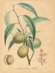 Almond Tree - Peach Tree