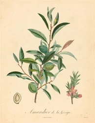 Georgian Almond Tree
