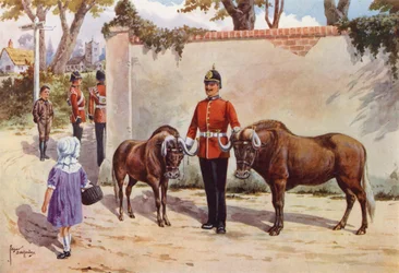 Wildebeests (or White-tailed Gnu), Pets of the South Wales Borderers