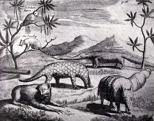 Creatures of the Northern River Plate, as pictured by an early artist, from Nierhoffs Voyages and Travels, from The Romance of the River Plate, Vol. I, by W. H. Koebel, 1914