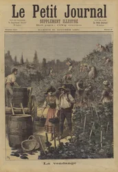 The Grape Harvest
