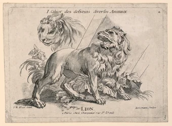 Studies of Lions, Plate 4 from 