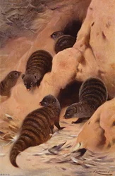 Banded Mongoose