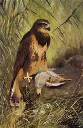Buzzard