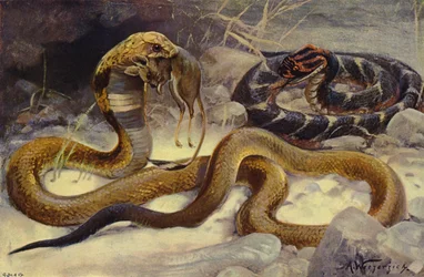 Cobra and Puff Adder