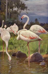Flamingo