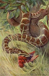 Indian Python