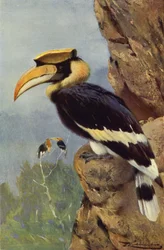 Pied Hornbill