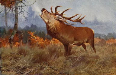 Red Deer