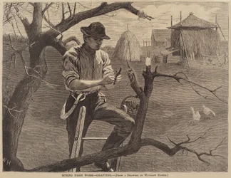 Spring Farm Work - Grafting