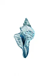 Blue Conch Shell