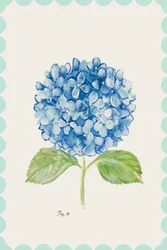 Blue Hydrangea Illustration