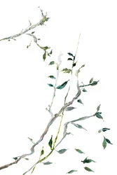 Delicate Green Branches