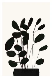 Minimalist House Plant