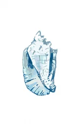 Ocean Blue Conch