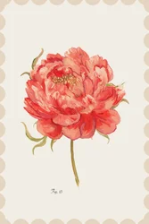 Vibrant Coral Peony