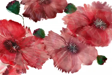 Vibrant Red Poppies