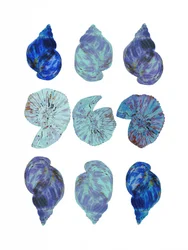Vivid Ocean Shells