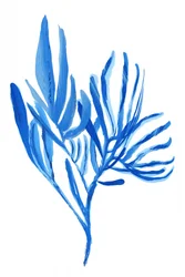 Watery Blue Plant Forms