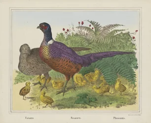 Pheasants