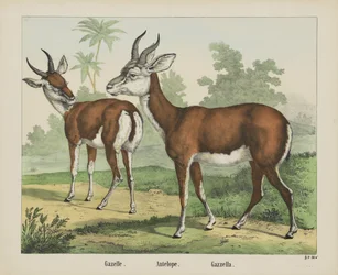 Gazelle