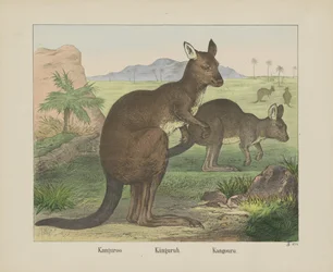 Kangaroo