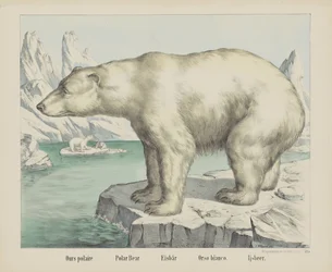 Polar Bear (Eisbär / Orso Bianco / Ijsbeer)
