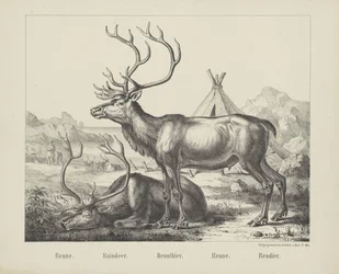 Reindeer