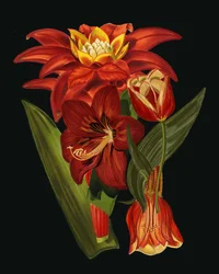 Elegant Botanical Blooms